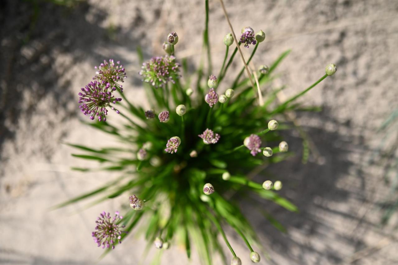 Bi De Bark Villa Fehmarn Buitenkant foto